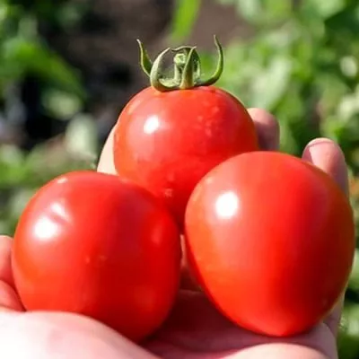 konservatto-main-150182