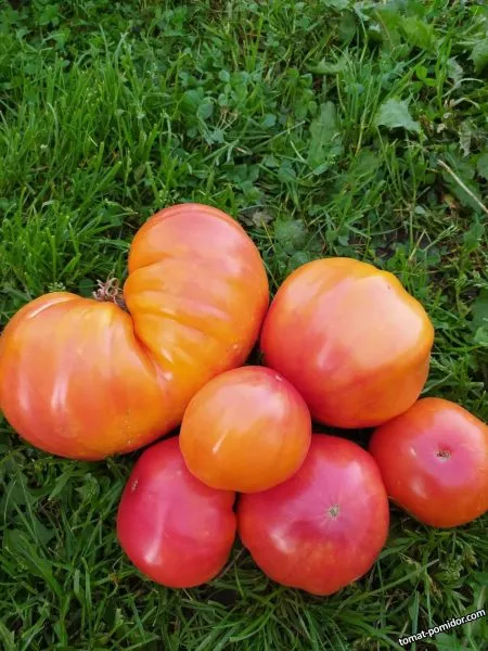 korol-ananas-10-142779