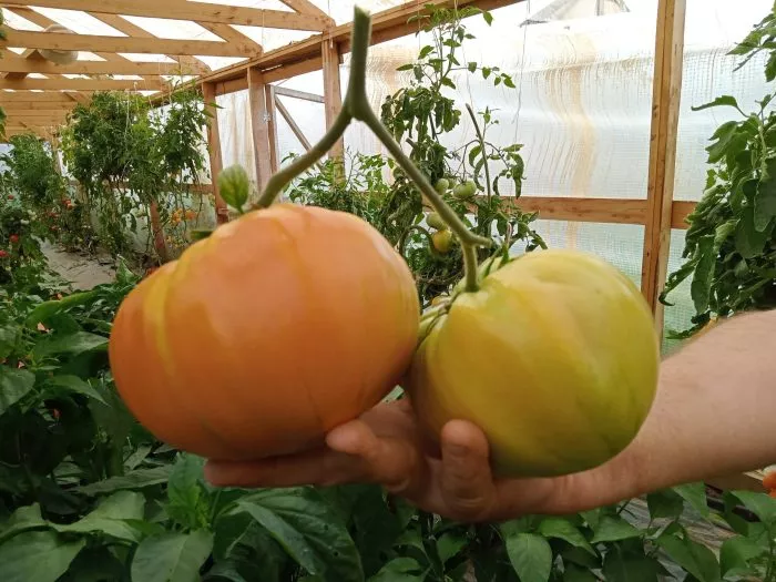 korol-ananas-11-142779