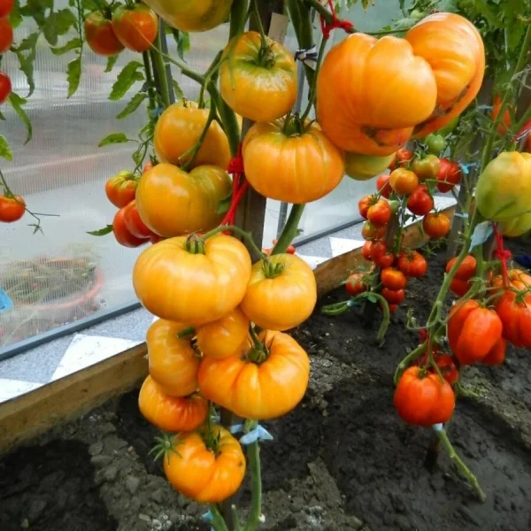 korol-ananas-2-142779