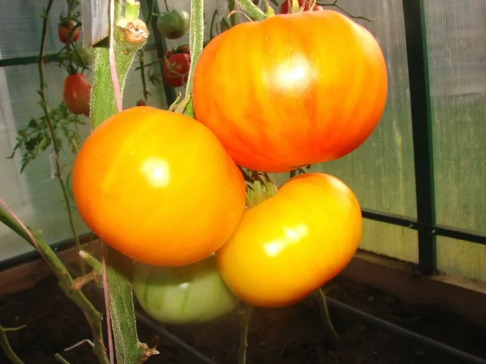 korol-ananas-4-142779