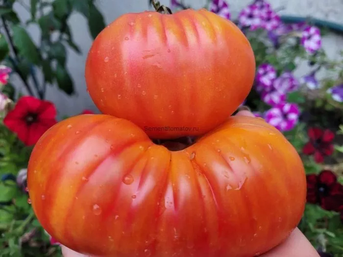 korol-ananas-5-142779