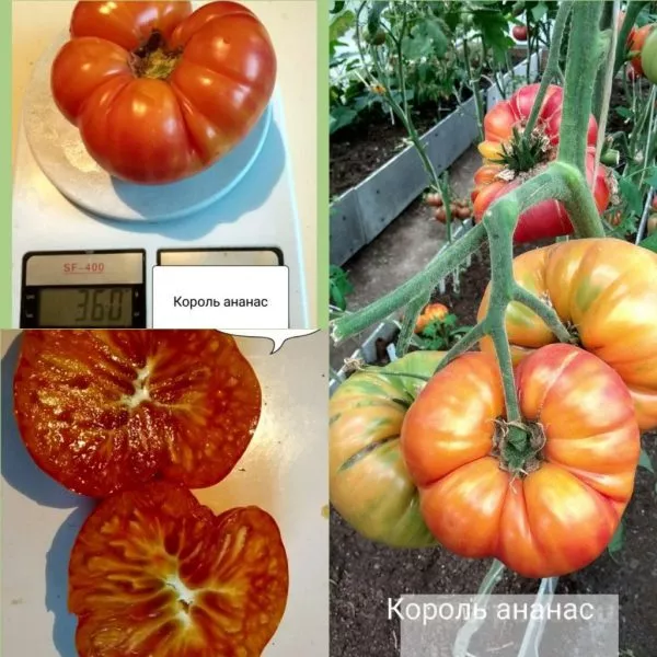 korol-ananas-9-142779