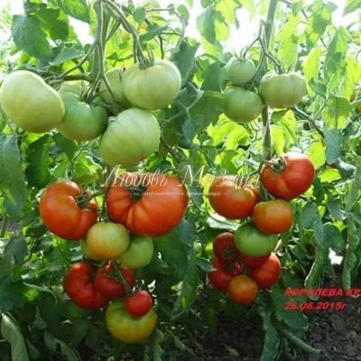 koroleva-krasoty-2-139440