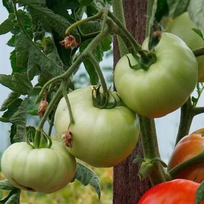 koroleva-rynka-3-167082