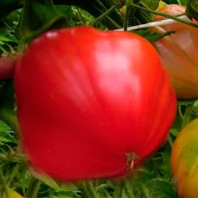 koroleva-rynka-5-167082