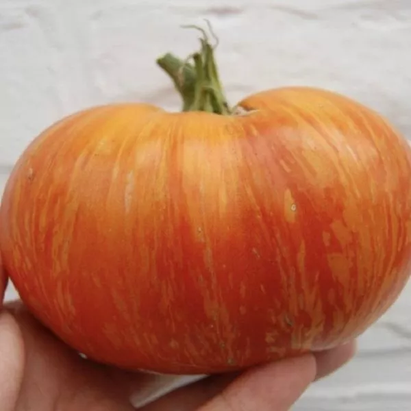 korolevskaya-krasota-2-154500