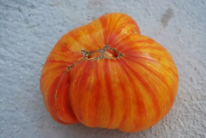 korolevskaya-krasota-4-154500