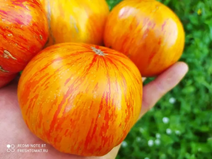 korolevskaya-krasota-5-154500