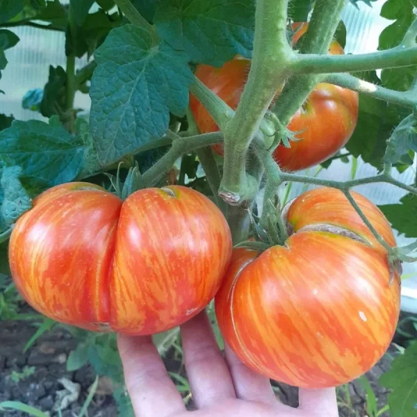 korolevskaya-krasota-6-154500