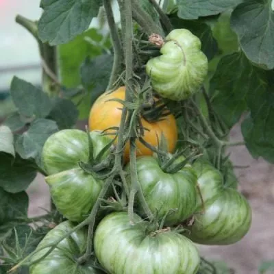 korolevskaya-krasota-7-154500