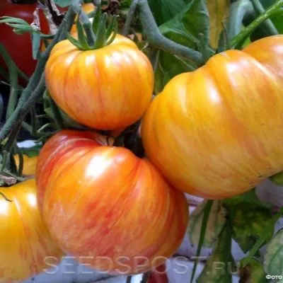 korolevskaya-krasota-8-154500