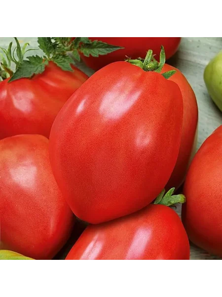 korolevskiy-pingvin-1-152328