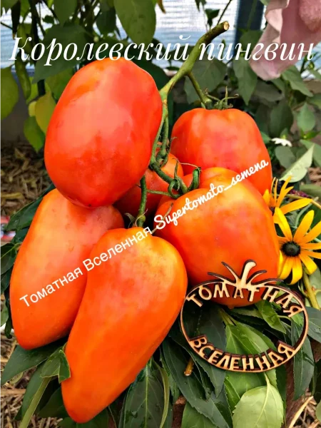 korolevskiy-pingvin-3-152328