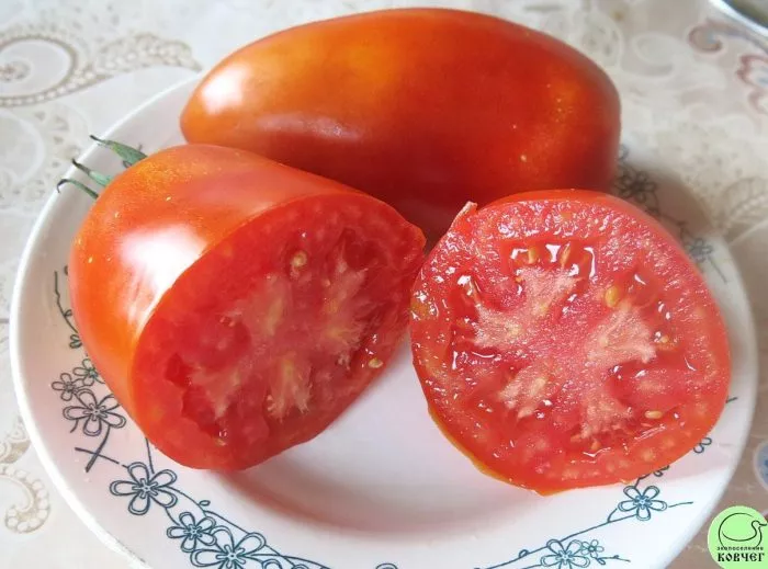 korolevskiy-pingvin-4-152328