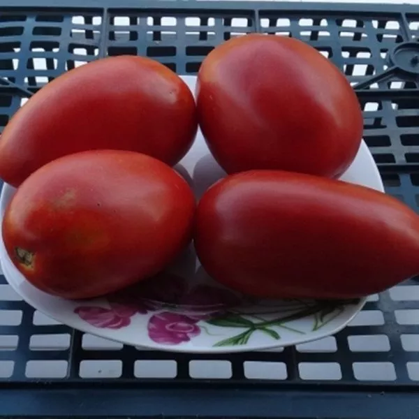 korolevskiy-pingvin-6-152328