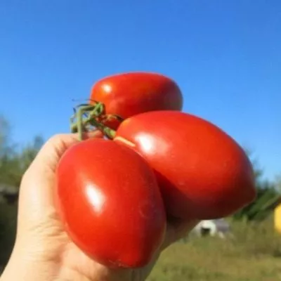 korolevskiy-pingvin-8-152328