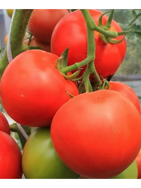 kostroma-main-161706