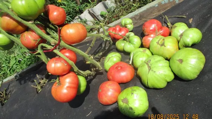 kot-timofey-10-158127