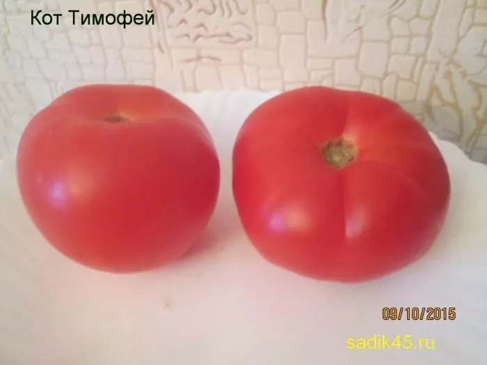 kot-timofey-11-158127