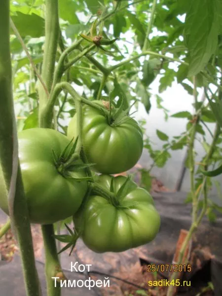 kot-timofey-4-158127