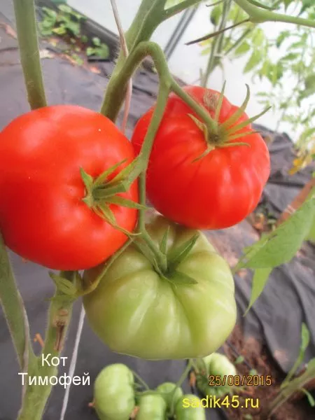 kot-timofey-5-158127