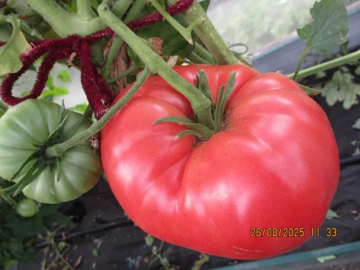 kot-timofey-7-158127