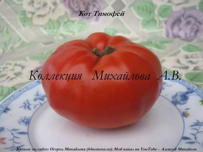 kot-timofey-8-158127