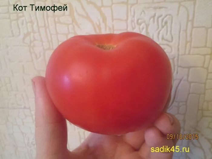 kot-timofey-main-158127