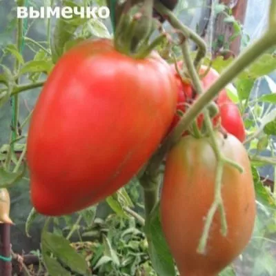 koze-vymechko-3-138169