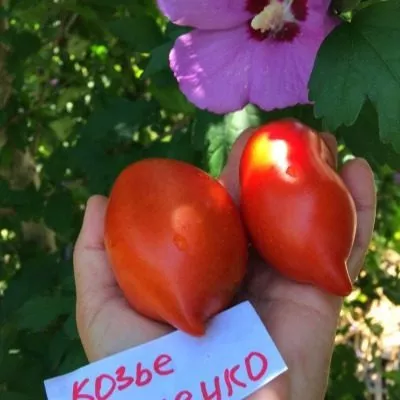 koze-vymechko-4-138169