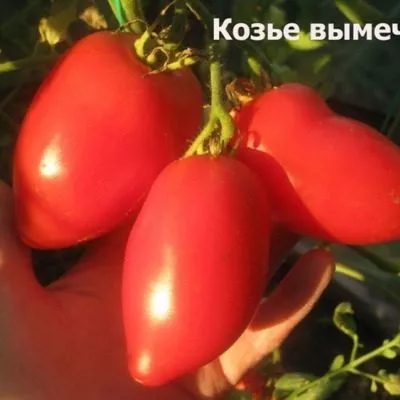 koze-vymechko-6-138169