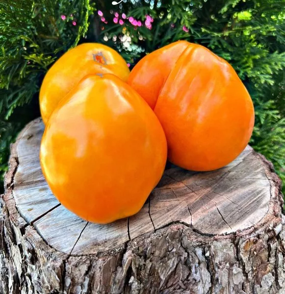 kozula-106-11-163799