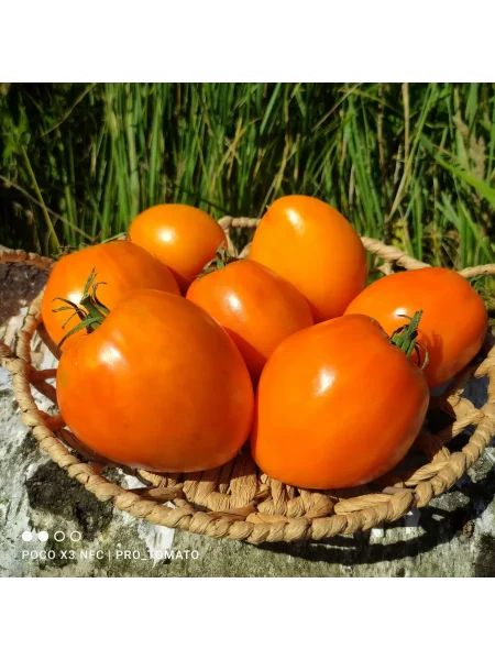 kozula-106-main-163799