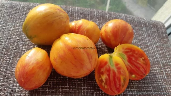 kozula-141-10-159117