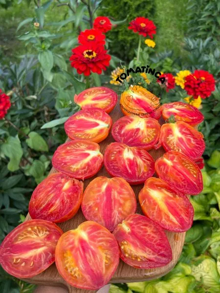 kozula-141-11-159117