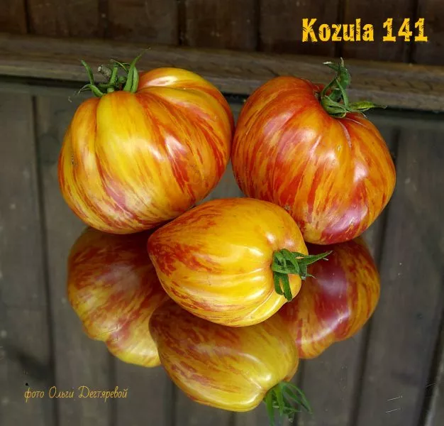 kozula-141-6-159117