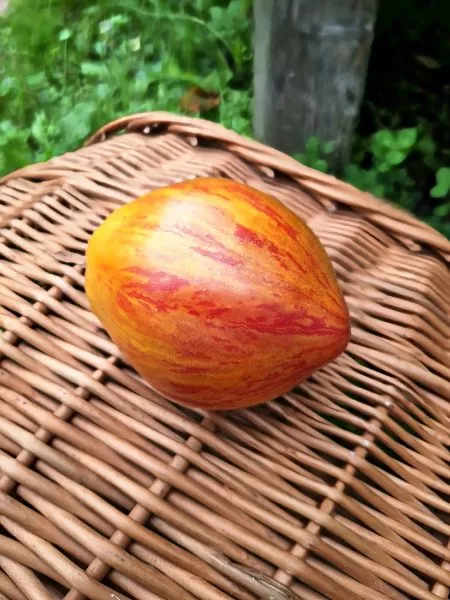 kozula-141-main-159117