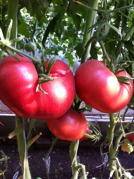 krasavets-myasistyy-3-152233