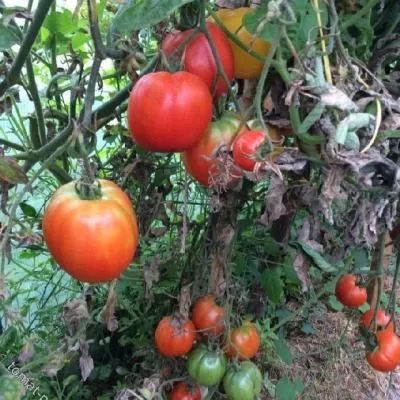 krasavets-myasistyy-4-152233