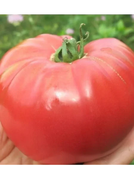 krasavets-myasistyy-main-152233