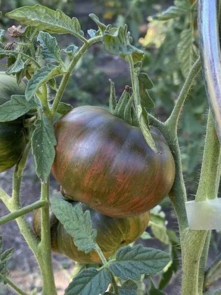 krasavitsa-kolledzha-3-161972