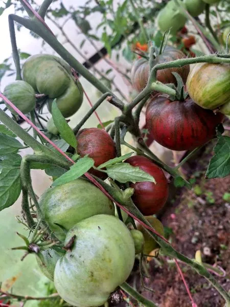 krasavitsa-kolledzha-4-161972