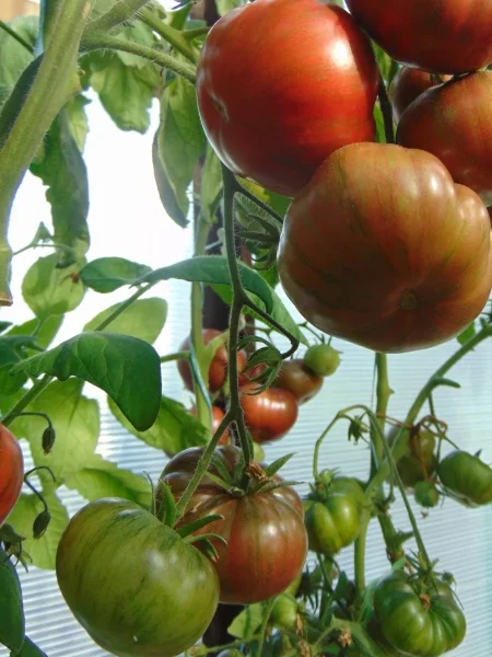 krasavitsa-kolledzha-5-161972