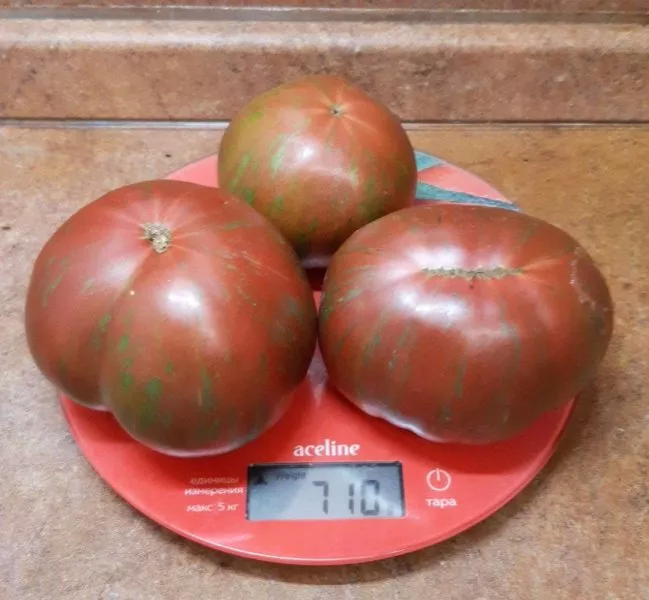 krasavitsa-kolledzha-6-161972