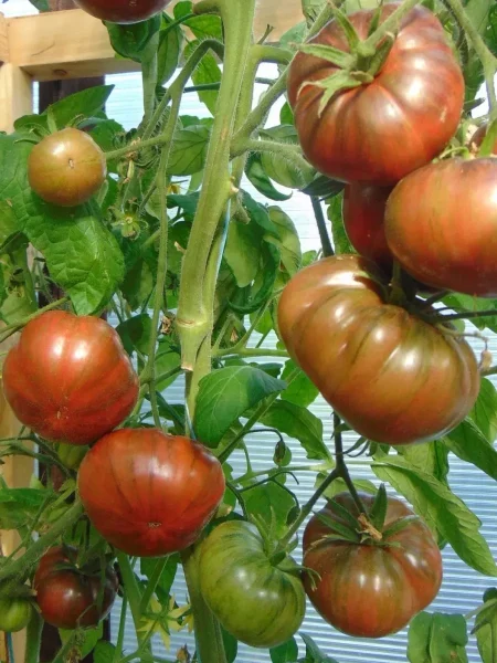 krasavitsa-kolledzha-9-161972