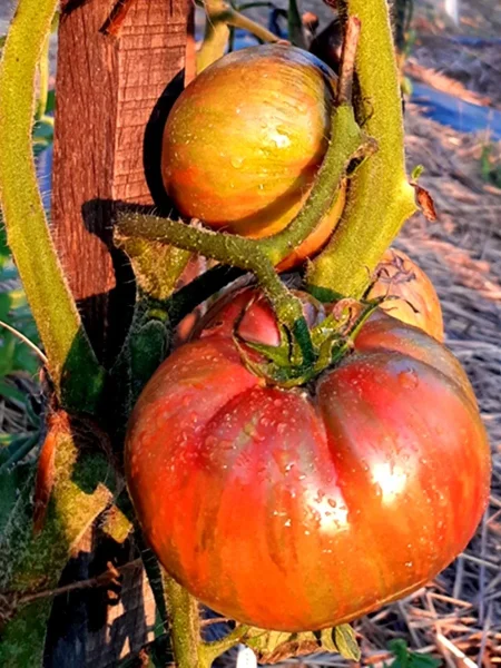 krasavitsa-kolledzha-main-161972