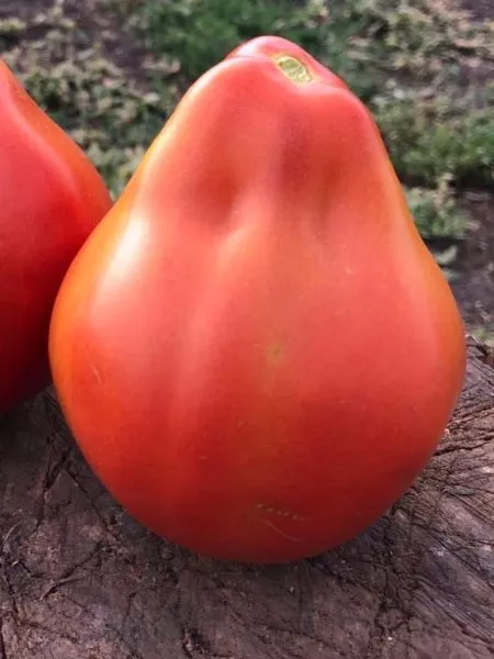 krasnaya-grusha-franchi-3-150373