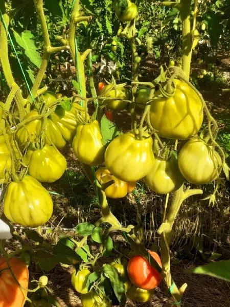 krasnaya-grusha-franchi-4-150373