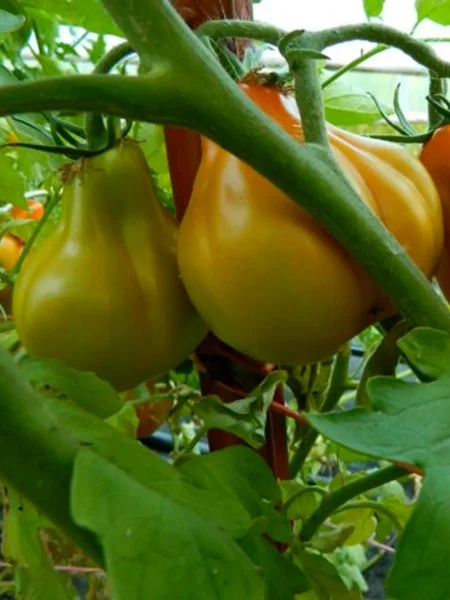 krasnaya-grusha-franchi-5-150373